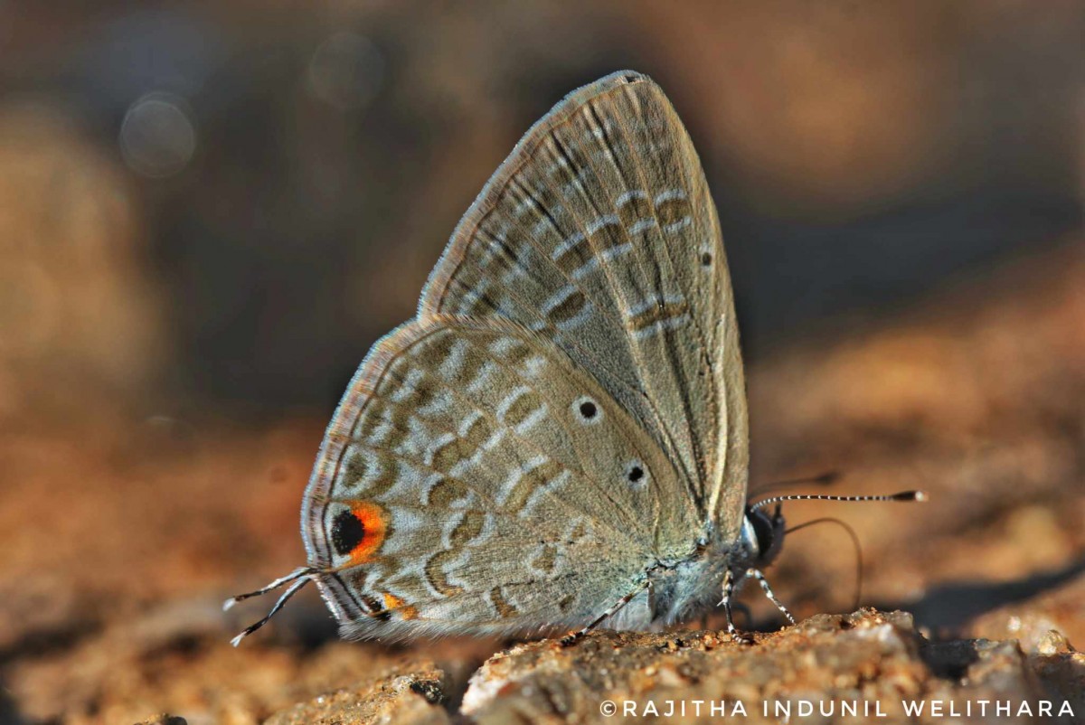 Catochrysops strabo Fabricius, 1793